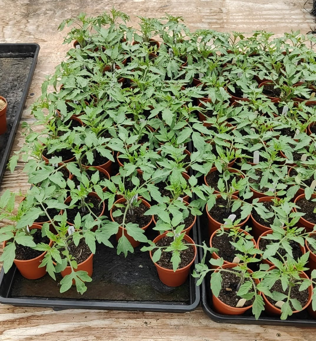 Tomato seeds | Moneymaker | 100+ seeds | Reliable Cropper | Classic Taste