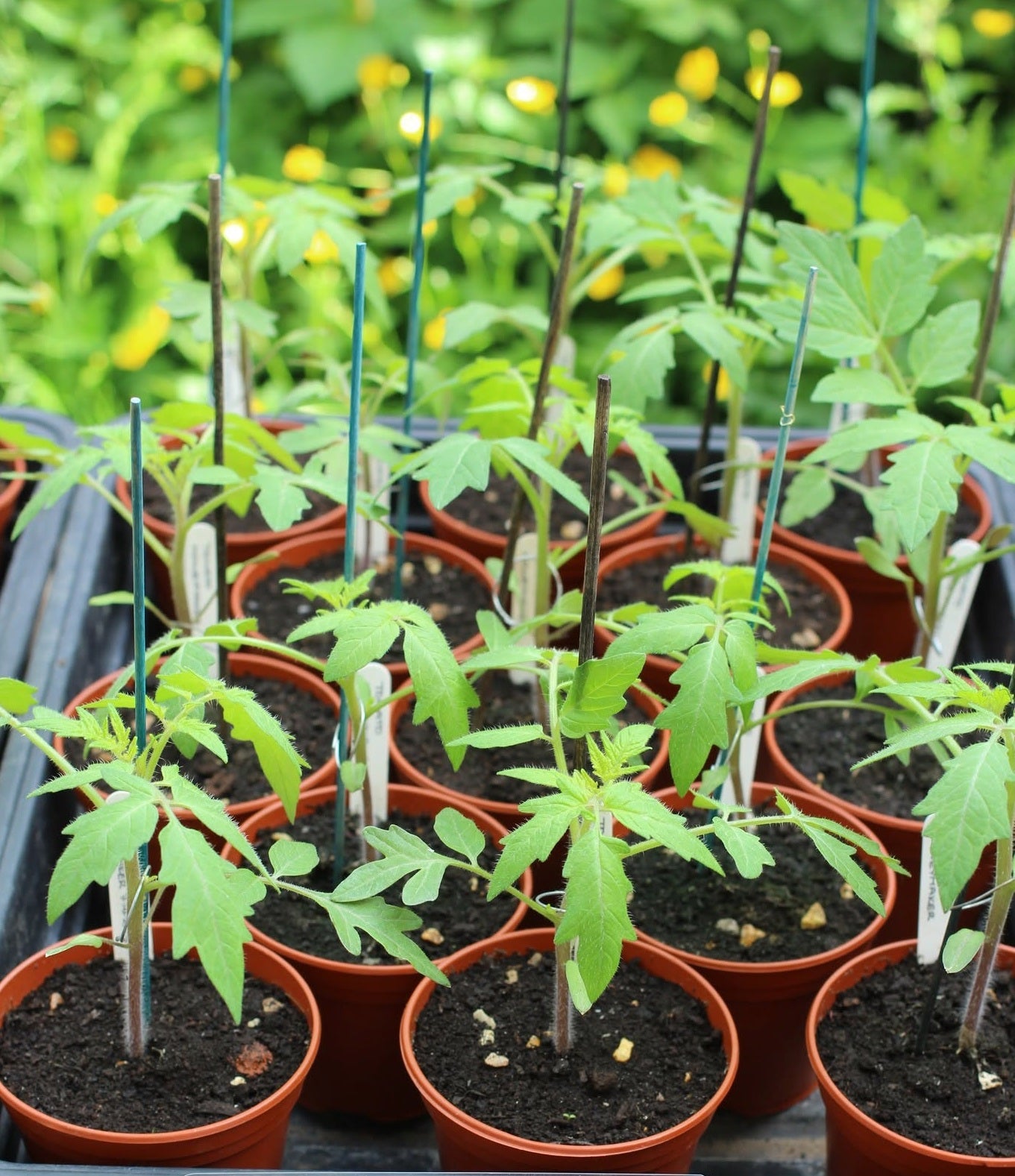 Tomato seeds | Moneymaker | 100+ seeds | Reliable Cropper | Classic Taste