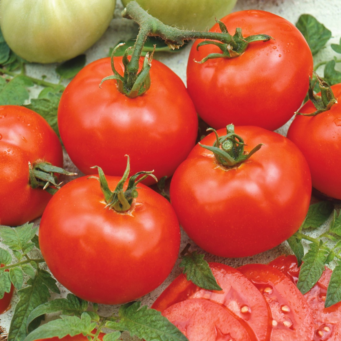 Tomato seeds | Moneymaker | 100+ seeds | Reliable Cropper | Classic Taste