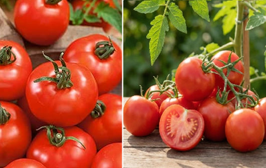 Tomato seeds | Moneymaker | 100+ seeds | Reliable Cropper | Classic Taste