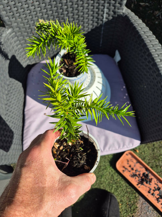 Monkey Puzzle Tree | 4 years old tree in 11cm pot