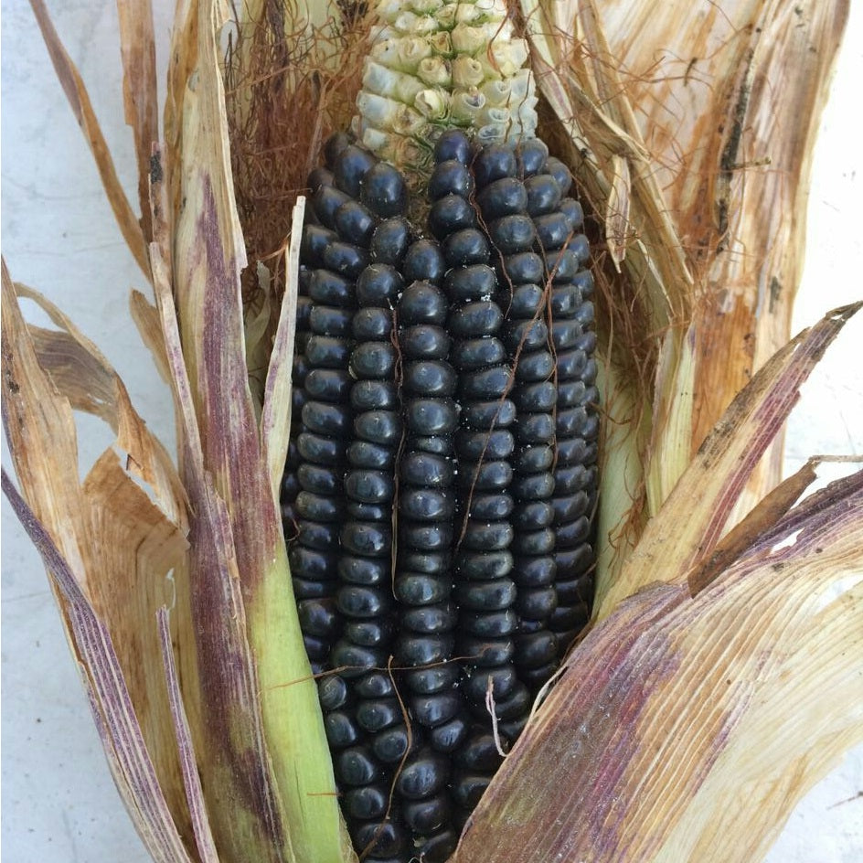 Morado Sweetcorn | 25+ seeds | Purple | Chicha