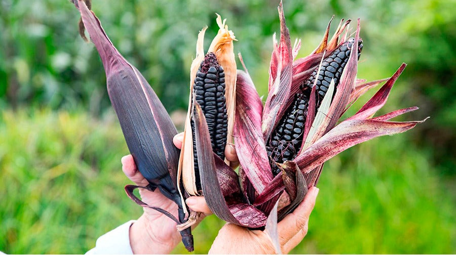 Morado Sweetcorn | 25+ seeds | Purple | Chicha