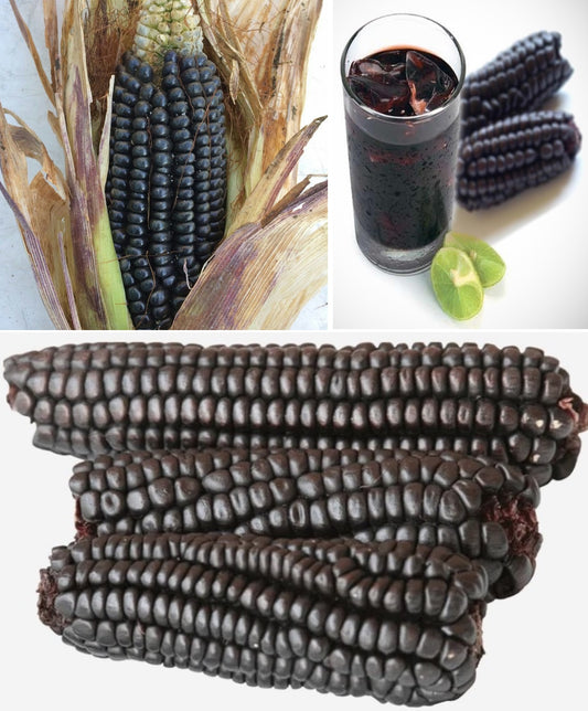 Morado Sweetcorn | 25+ seeds | Purple | Chicha