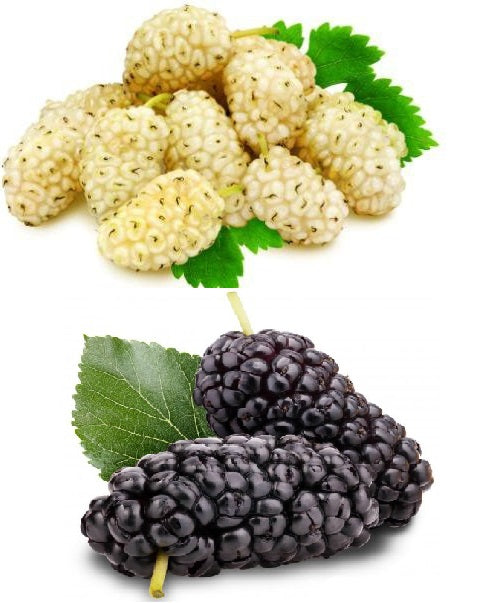Mullberry - Black and White | 50+ seeds of each | Wine Gin & Jam!