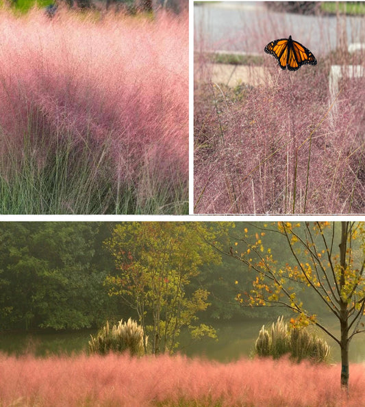 Muhly Grass Pink Cloud (Muhlenbergia Capillaris) 20+ seeds