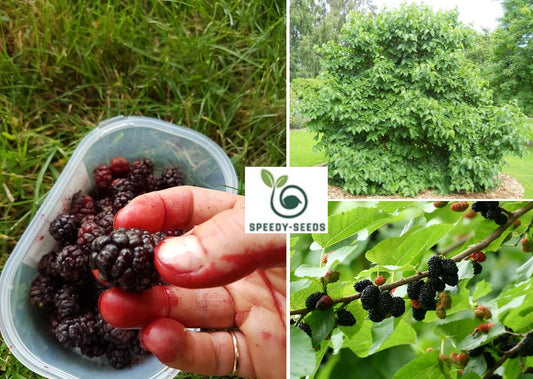 Black Mulberry | Morus Nigra | 100+ seeds | Wine, Jam & Gin