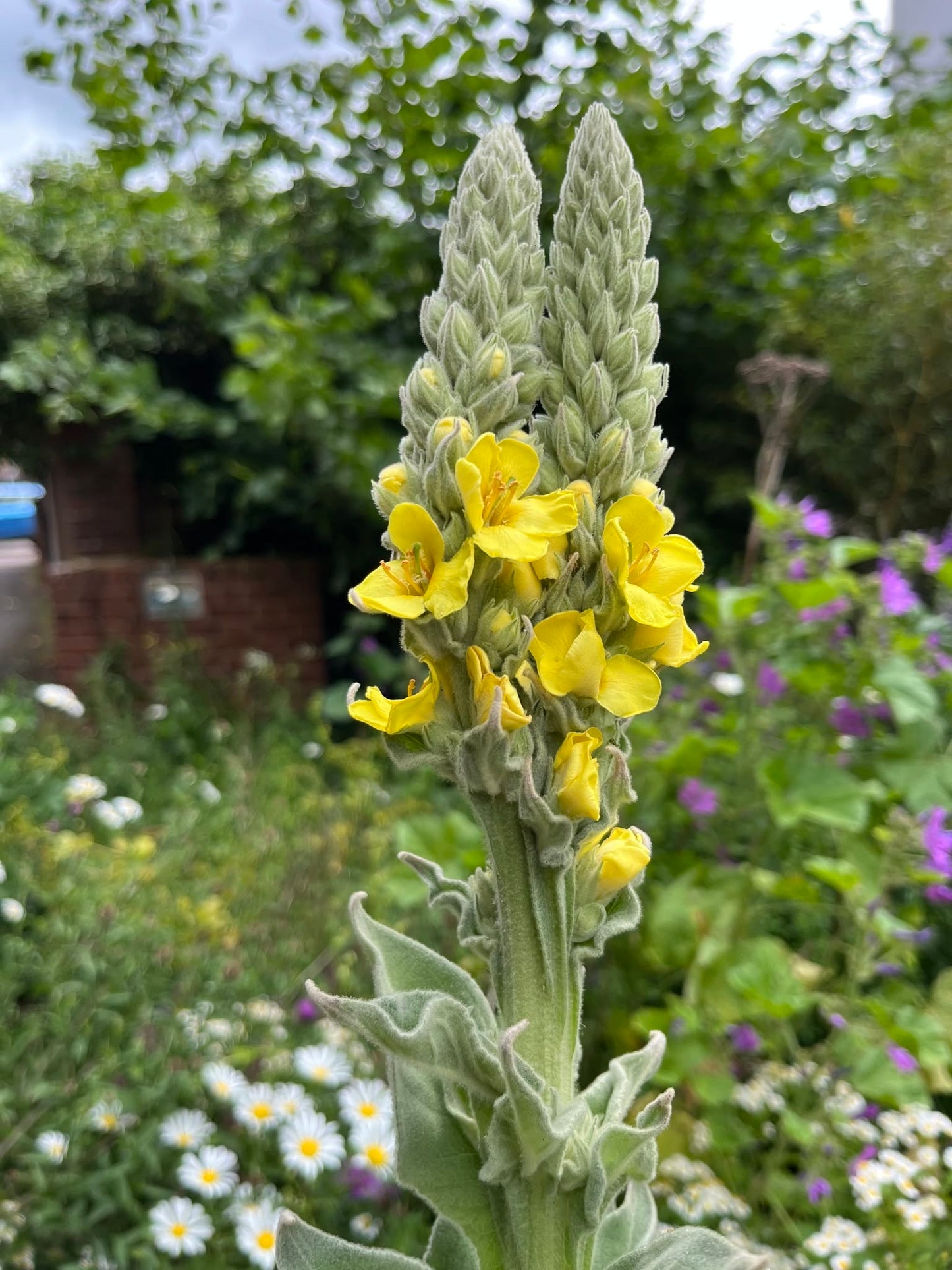 Greater Mullein Seeds | 2000+ seeds | Traditional Herbal | Verbascum Thapsus