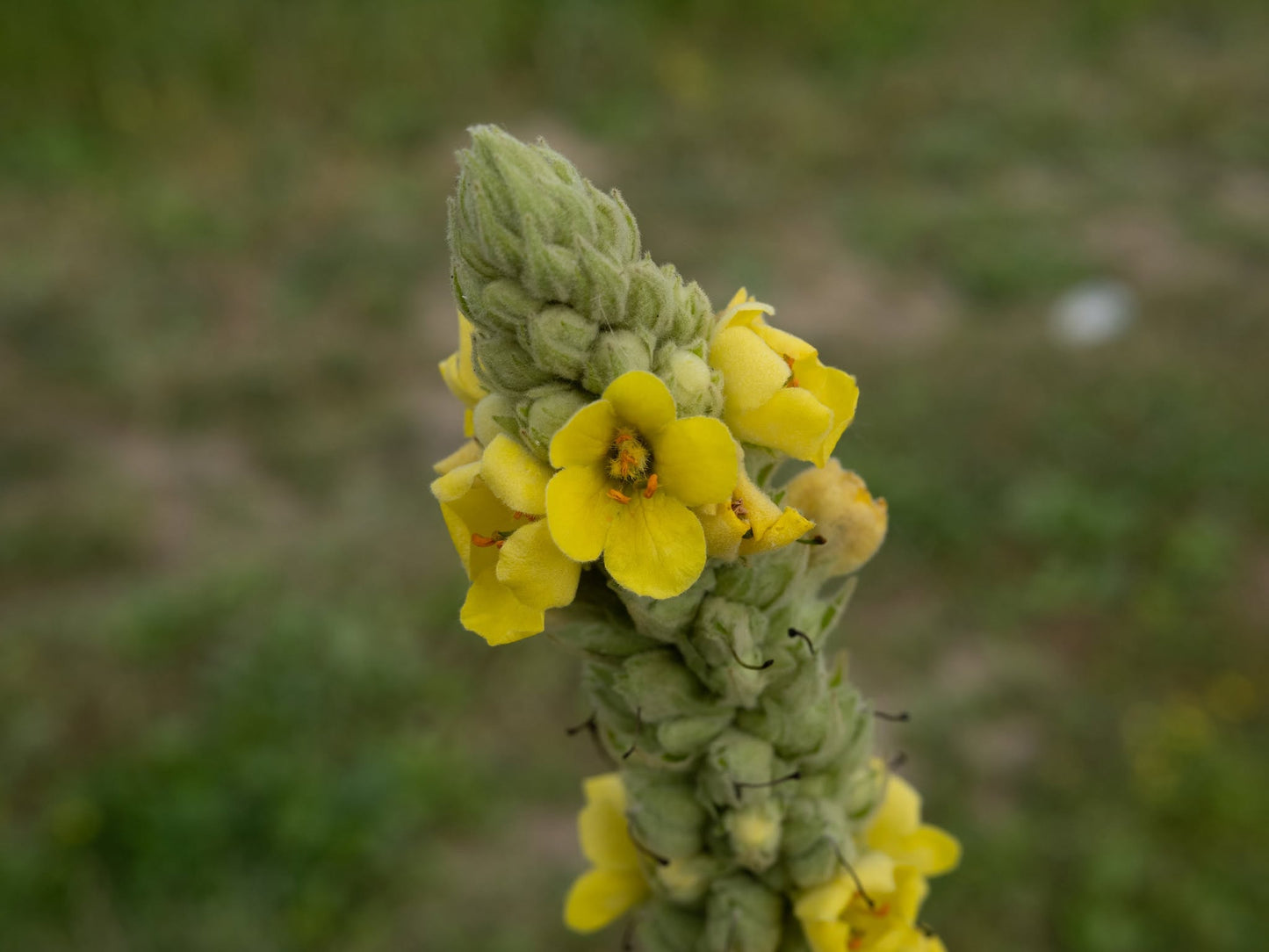 Greater Mullein Seeds | 2000+ seeds | Traditional Herbal | Verbascum Thapsus