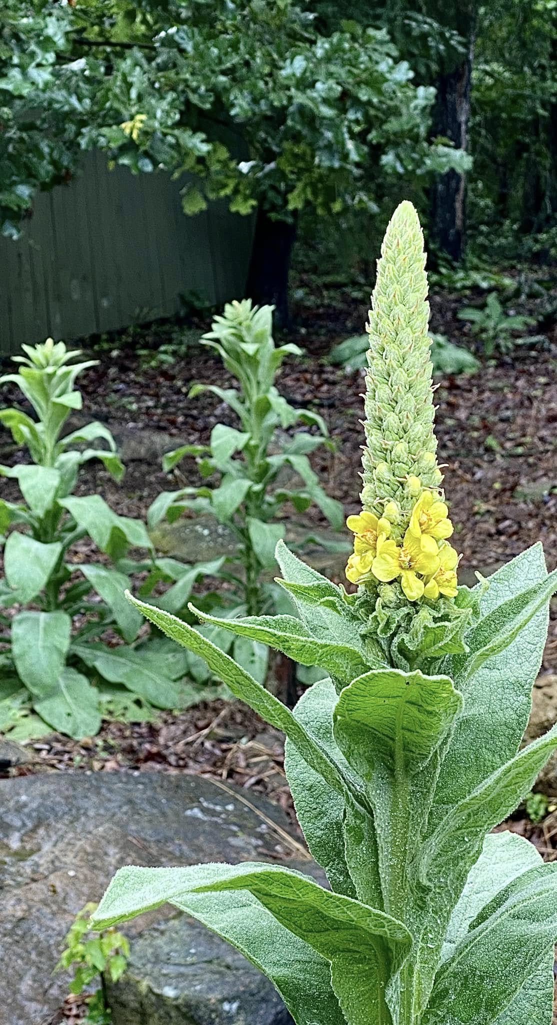 Greater Mullein Seeds | 2000+ seeds | Traditional Herbal | Verbascum Thapsus