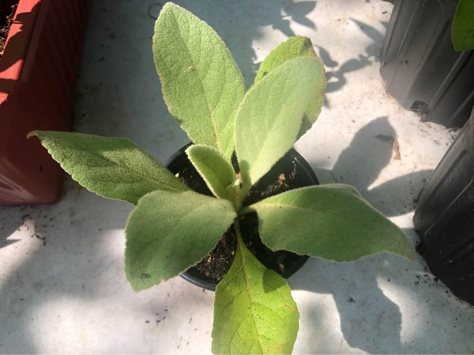 Greater Mullein Seeds | 2000+ seeds | Traditional Herbal | Verbascum Thapsus