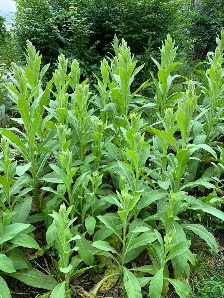 Greater Mullein Seeds | 2000+ seeds | Traditional Herbal | Verbascum Thapsus
