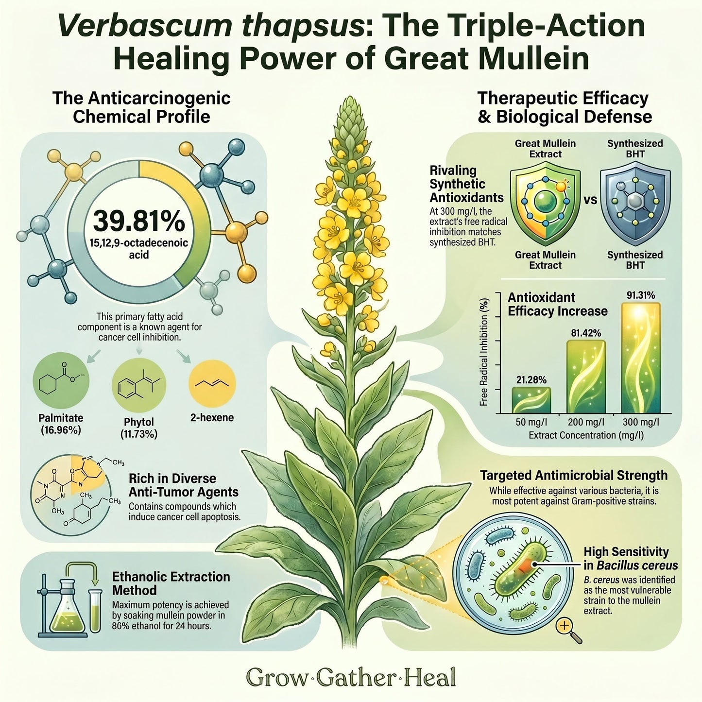 Greater Mullein Seeds | 2000+ seeds | Traditional Herbal | Verbascum Thapsus
