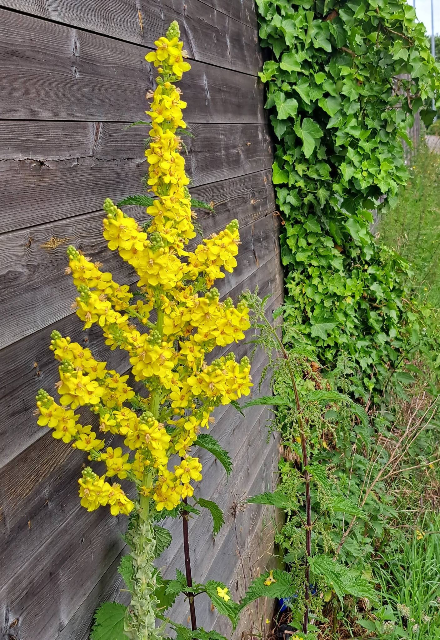 Greater Mullein Seeds | 2000+ seeds | Traditional Herbal | Verbascum Thapsus