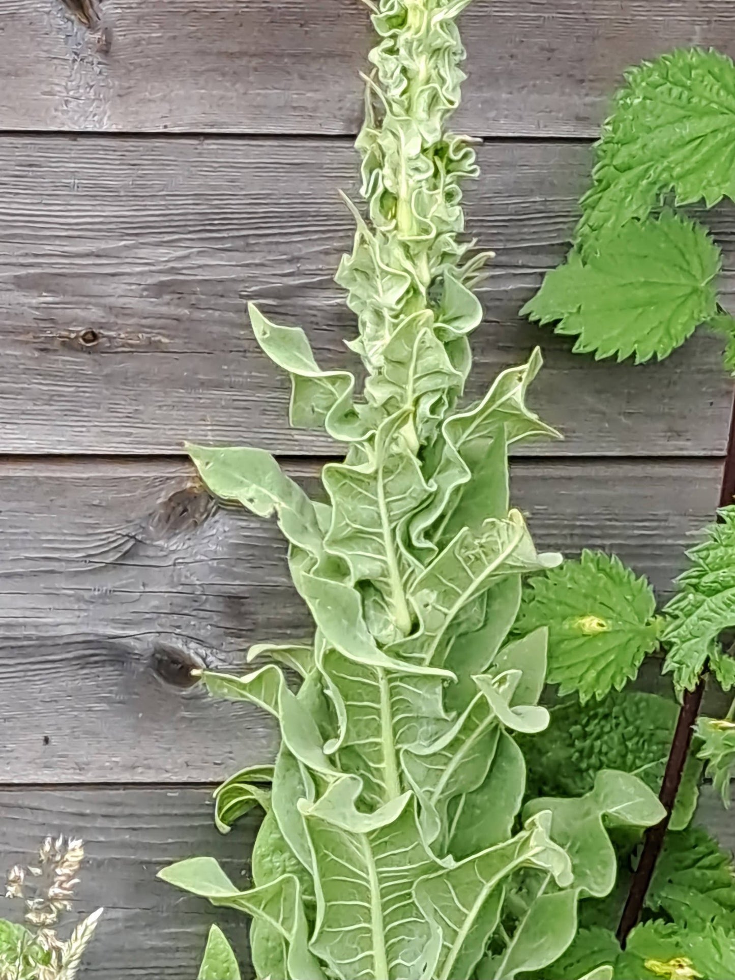 Greater Mullein Seeds | 2000+ seeds | Traditional Herbal | Verbascum Thapsus