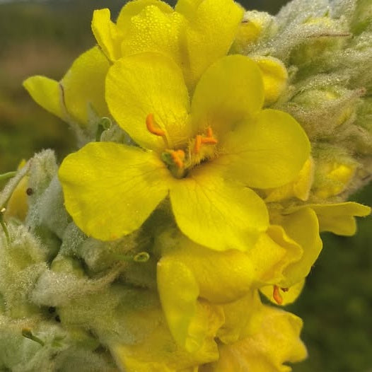 Greater Mullein Seeds | 2000+ seeds | Traditional Herbal | Verbascum Thapsus