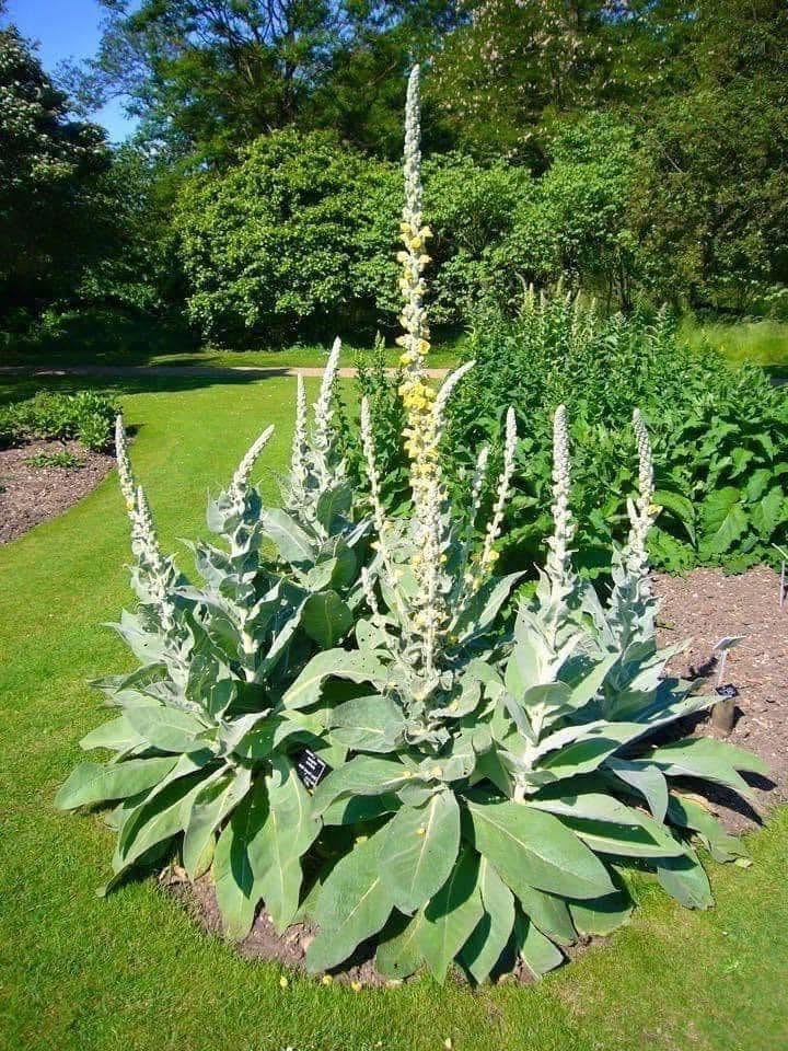 Greater Mullein Seeds | 2000+ seeds | Traditional Herbal | Verbascum Thapsus