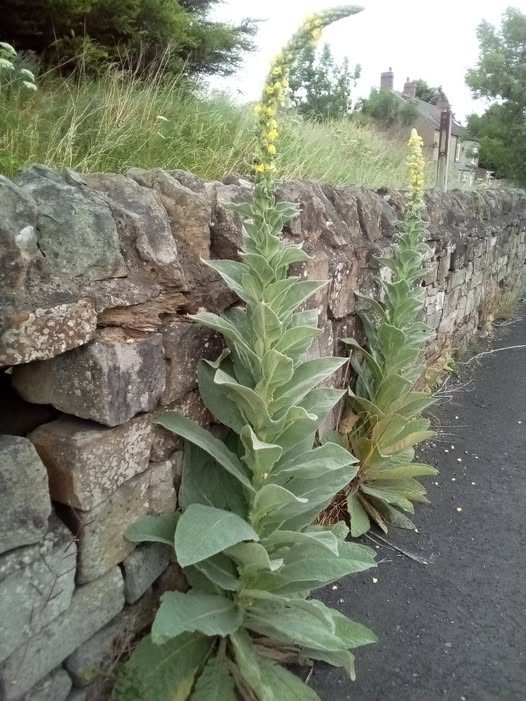 Greater Mullein Seeds | 2000+ seeds | Traditional Herbal | Verbascum Thapsus