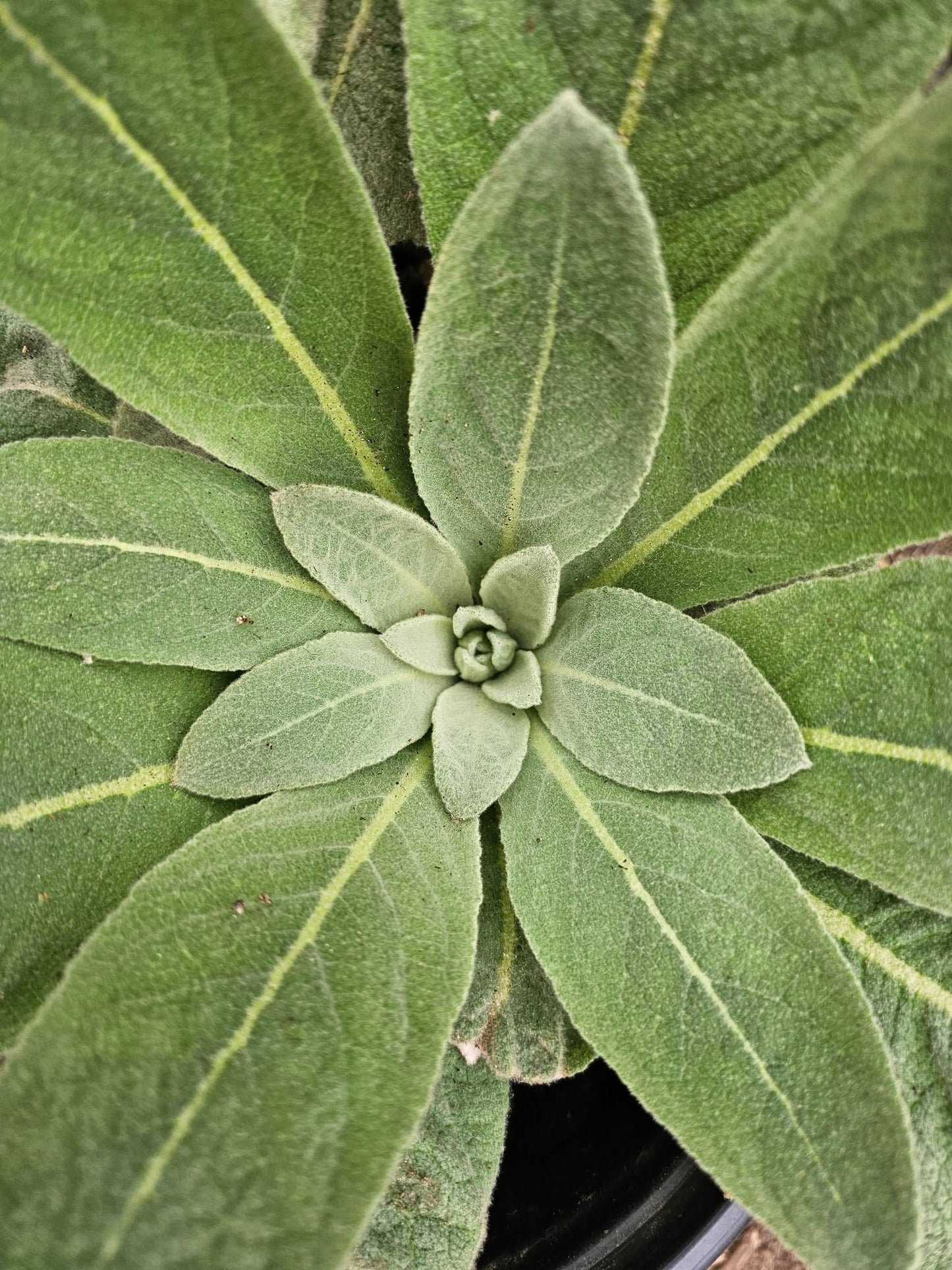 Greater Mullein Seeds | 2000+ seeds | Traditional Herbal | Verbascum Thapsus