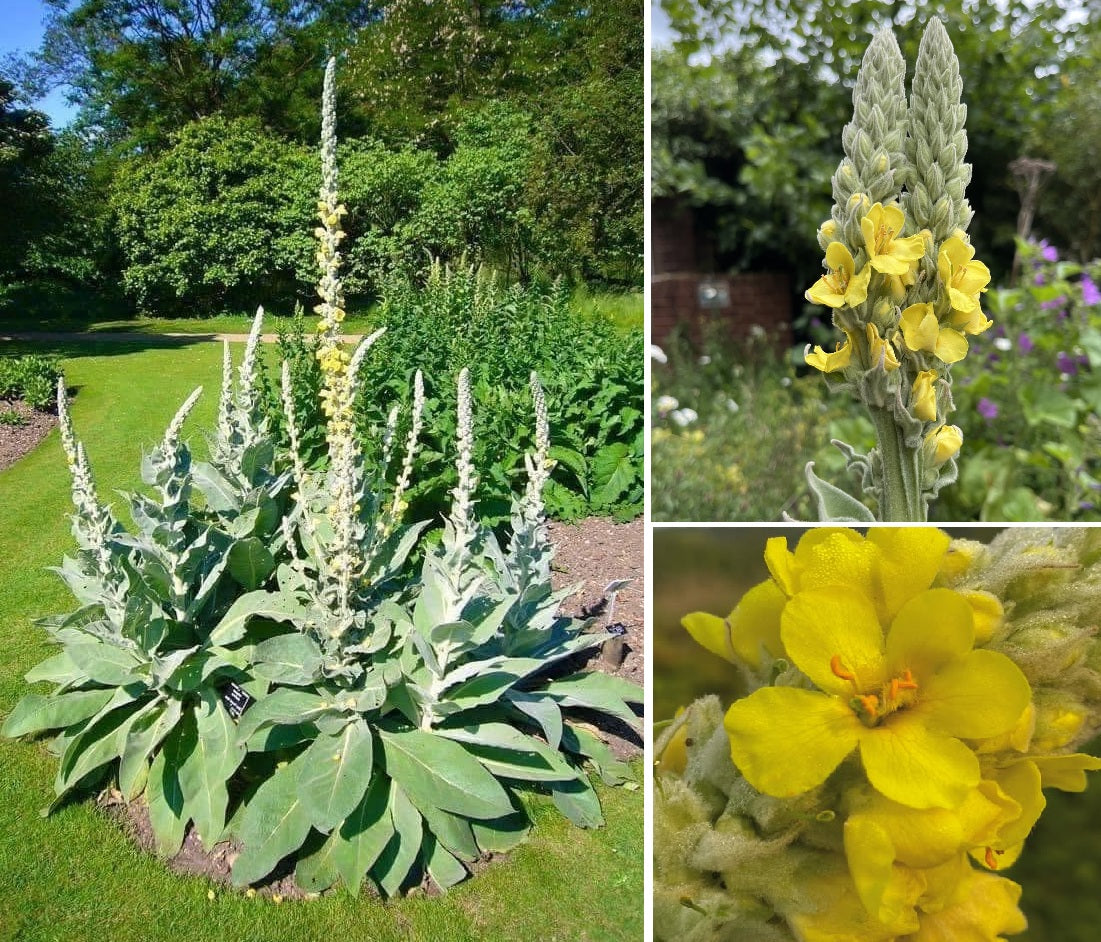 Greater Mullein Seeds | 2000+ seeds | Traditional Herbal | Verbascum Thapsus