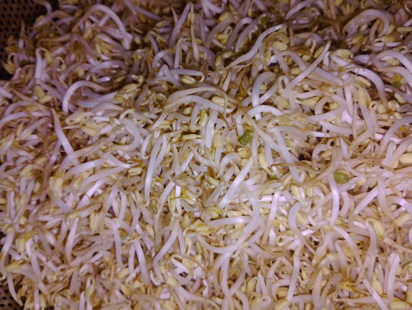 Organic Mung Beans | 20g seeds | Sprouts | Microgreens | Very Easy | Nutricious