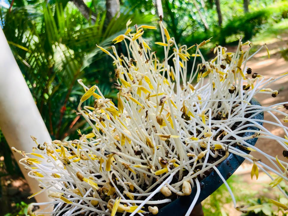 Organic Mung Beans | 20g seeds | Sprouts | Microgreens | Very Easy | Nutricious