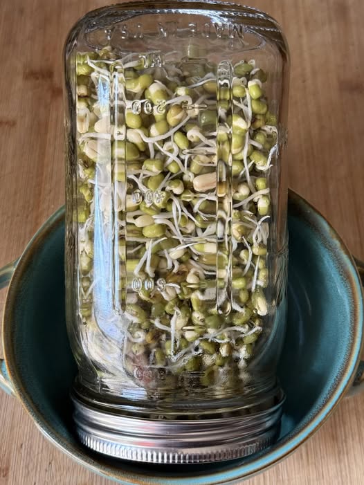 Organic Mung Beans | 20g seeds | Sprouts | Microgreens | Very Easy | Nutricious