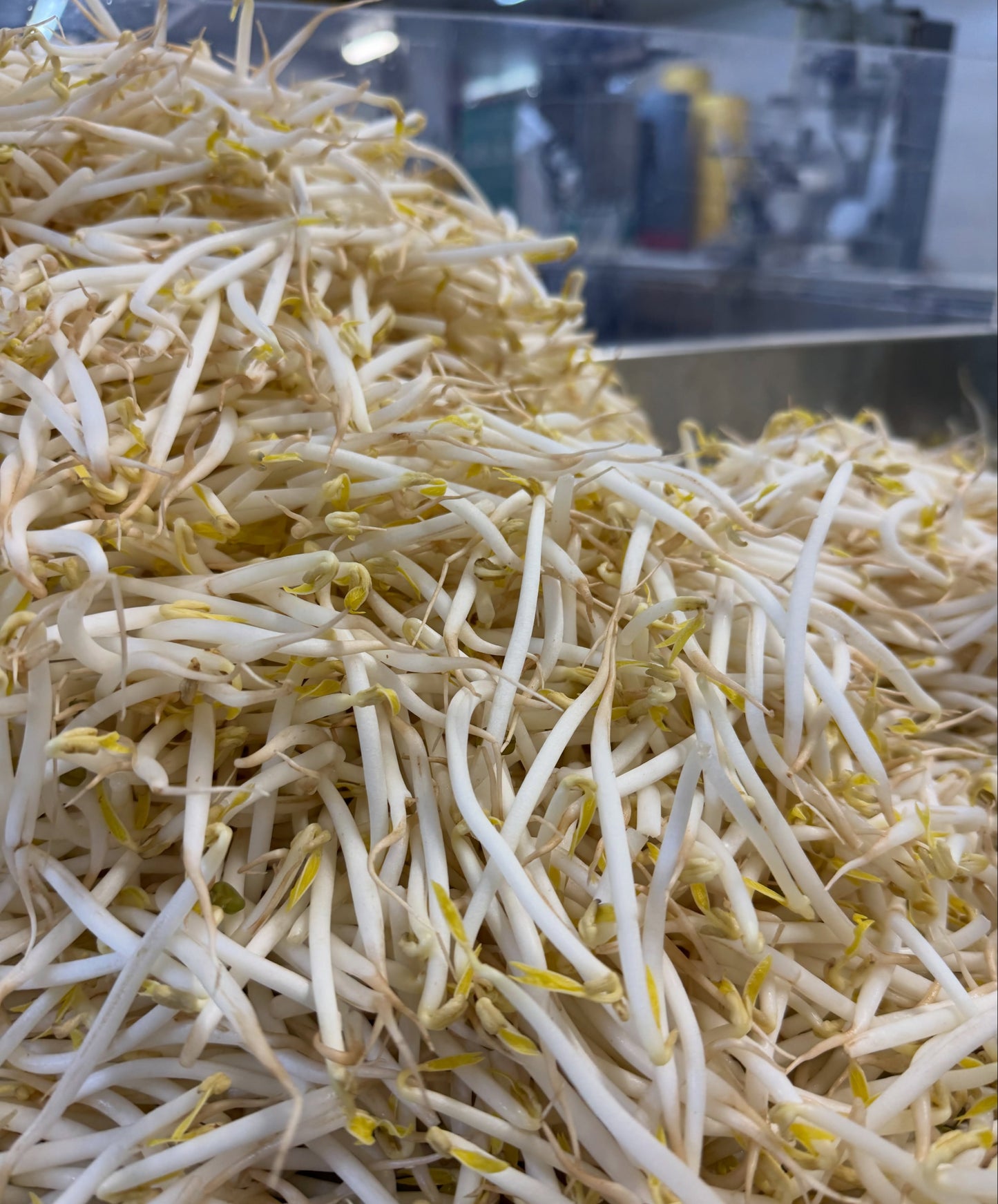 Organic Mung Beans | 20g seeds | Sprouts | Microgreens | Very Easy | Nutricious
