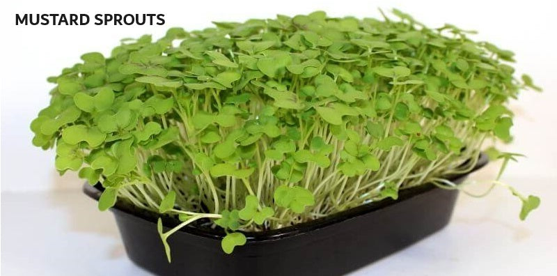 Organic Seeds for Sprouting / Sprouts | Many Types | Healthy Microgreens all year round!