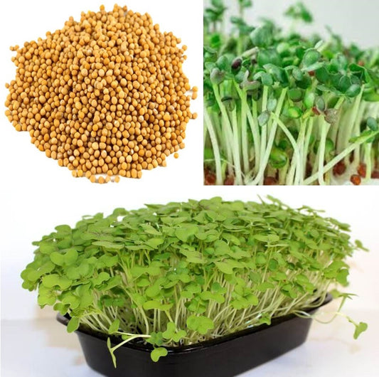 Organic Yellow Mustard Sprouting Seeds 1,000+ | Microgreens