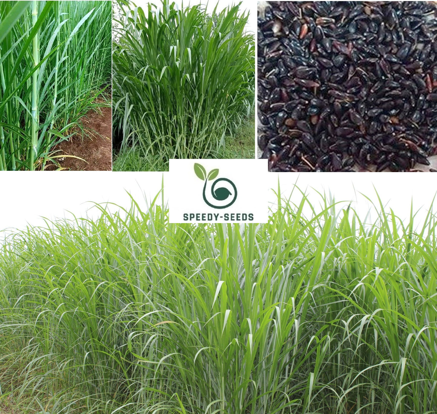 Super Napier Grass seeds | Very Fast Growing | Giant Elephant Grass | 200+ seeds
