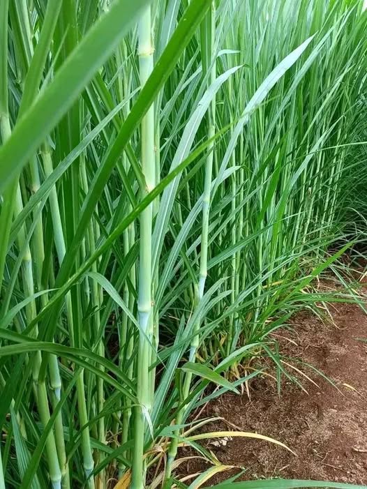 Super Napier Grass seeds | Very Fast Growing | Giant Elephant Grass | 200+ seeds