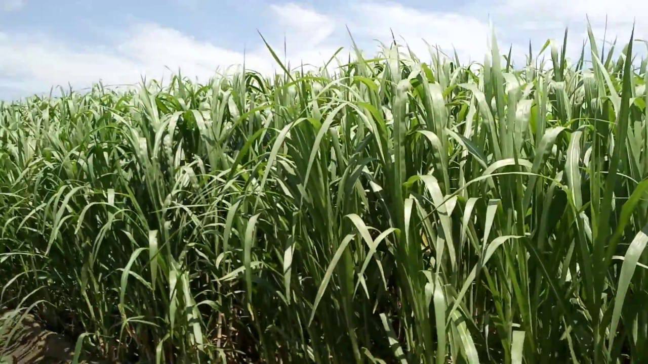 Super Napier Grass seeds | Very Fast Growing | Giant Elephant Grass | 200+ seeds