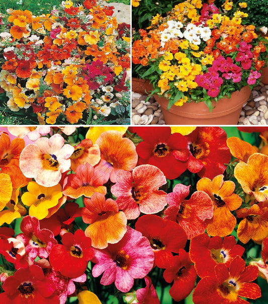 Nemesia Strumosa | Carnival Mix | 1000+ seeds | Sweet Scented