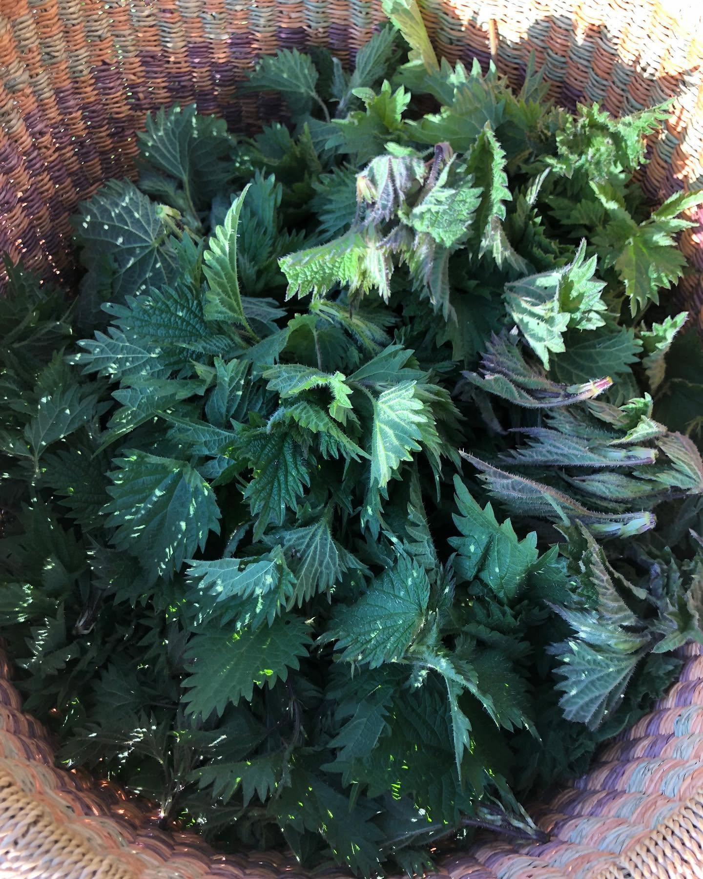 Share Stinging Nettle Seeds | Urtica Dioica | 5000+ seeds | Very High in Nutrients