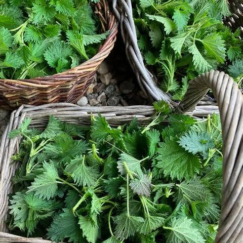 Share Stinging Nettle Seeds | Urtica Dioica | 5000+ seeds | Very High in Nutrients