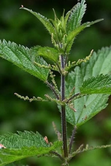 Share Stinging Nettle Seeds | Urtica Dioica | 5000+ seeds | Very High in Nutrients