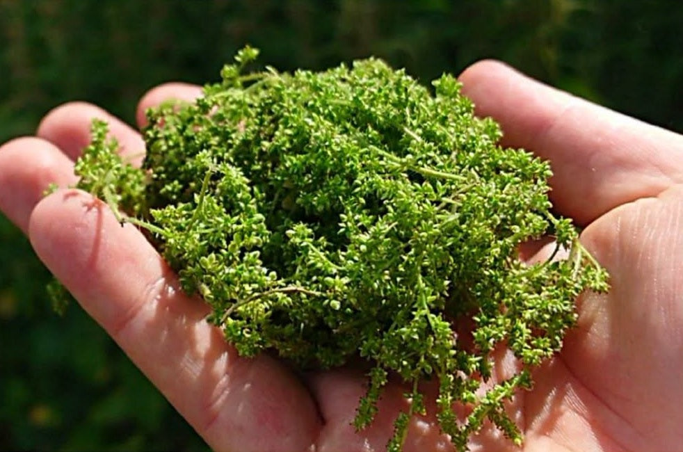 Share Stinging Nettle Seeds | Urtica Dioica | 5000+ seeds | Very High in Nutrients
