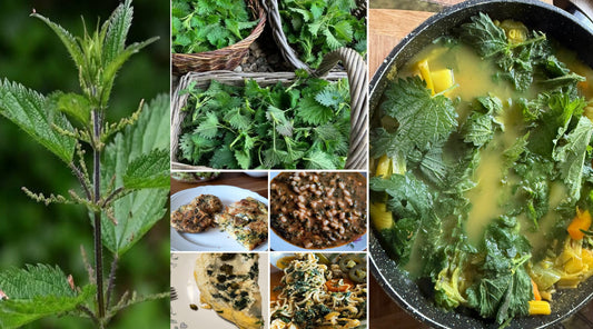 Share Stinging Nettle Seeds | Urtica Dioica | 5000+ seeds | Very High in Nutrients