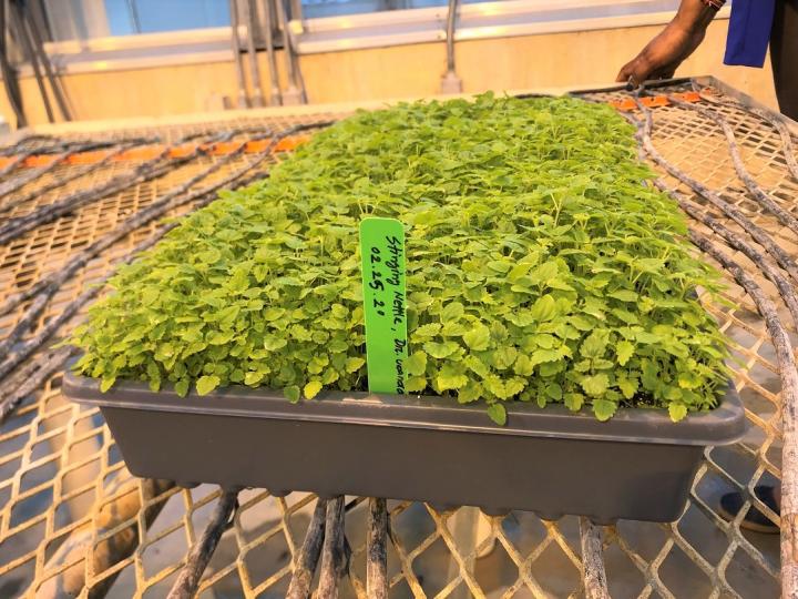 Organic Seeds for Sprouting / Sprouts | Many Types | Healthy Microgreens all year round!