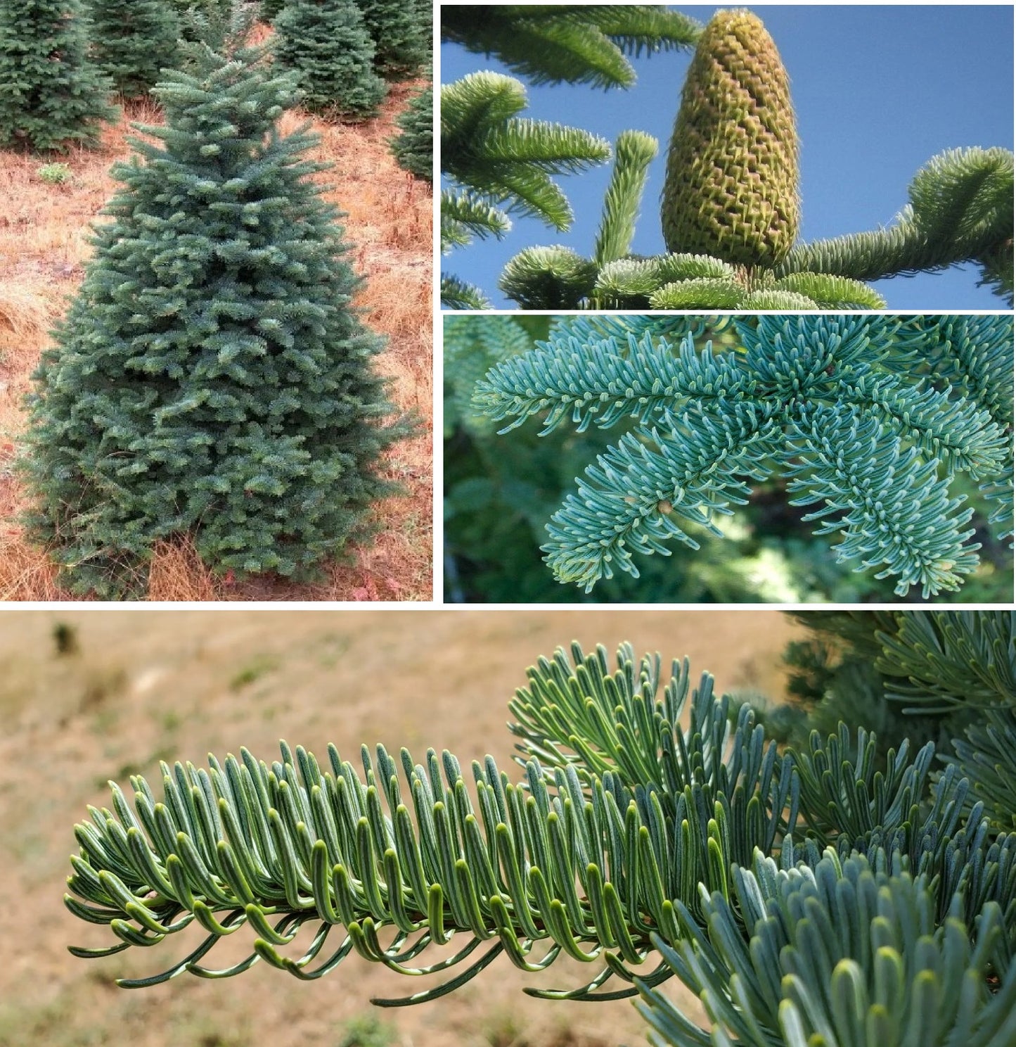Noble Fir Christmas Tree seeds | Abies Procera | 50+ seeds