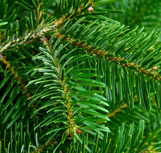 Nordmann Fir | 25+ seeds | Abies Nordmanniana | The Classic Christmas Tree