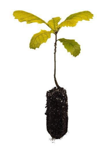 English New Forest Oak Tree | 2 x Saplings | Cell Grown