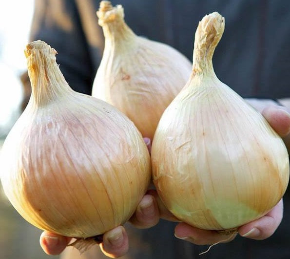 Ailsa Craig Giant Onion | 200+ seeds | "Prizewinner"