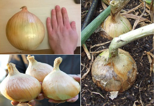 Ailsa Craig Giant Onion | 100+ seeds | "Prizewinner"