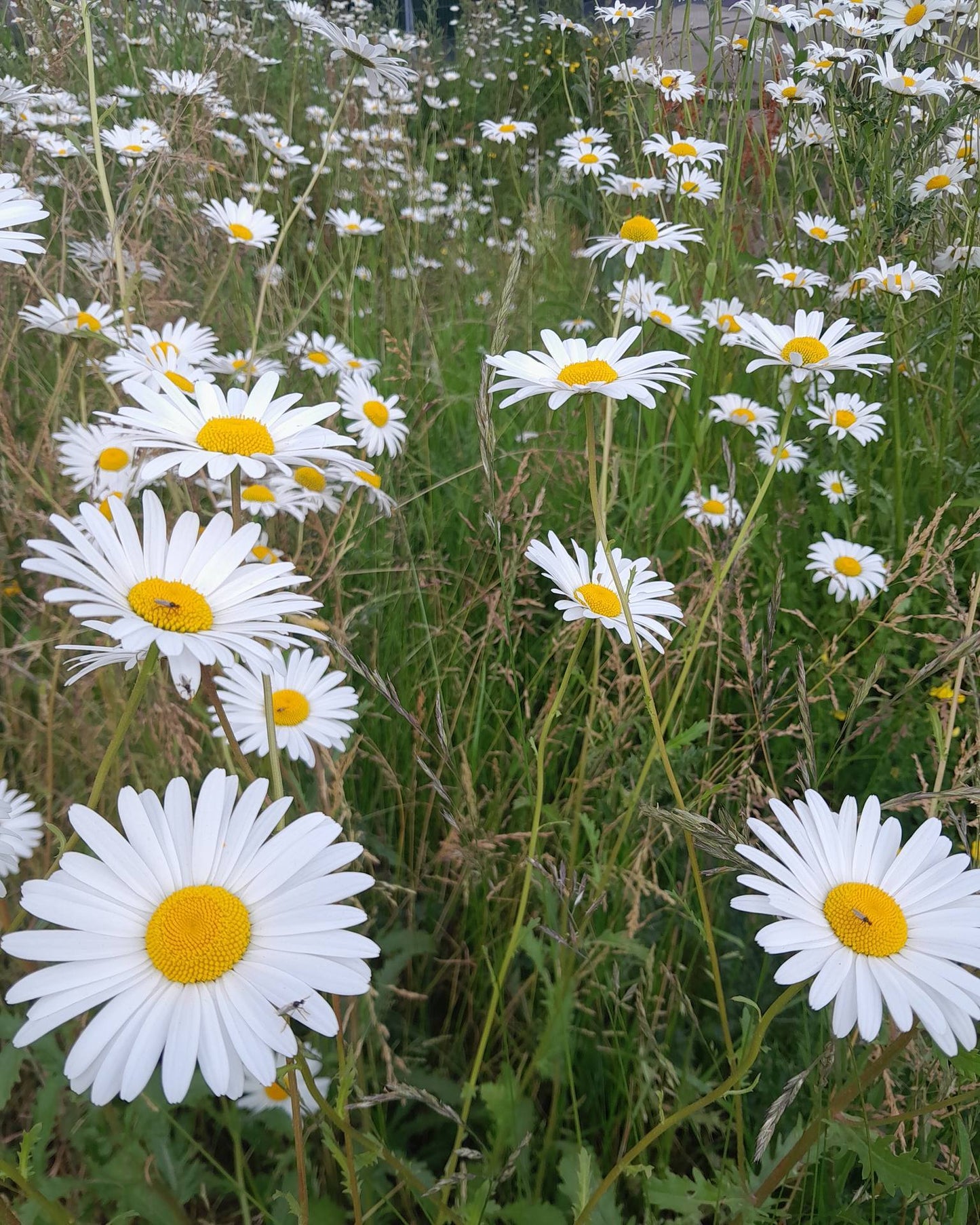 Ox Eye Daisy | 2500+ Seeds | Leucanthemum Vulgare | Wildflower | Pollenators
