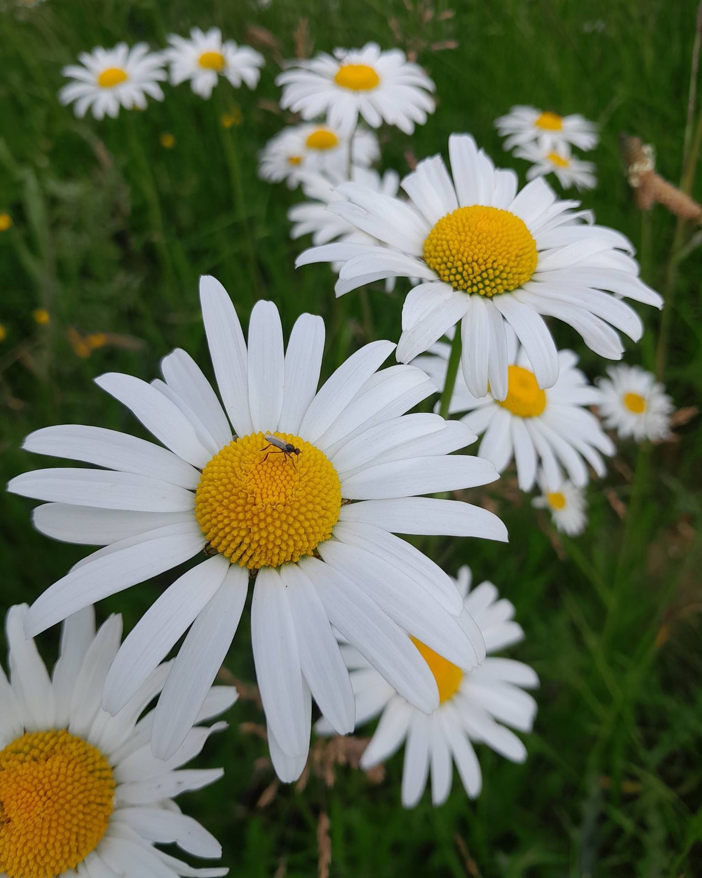 Ox Eye Daisy | 2500+ Seeds | Leucanthemum Vulgare | Wildflower | Pollenators