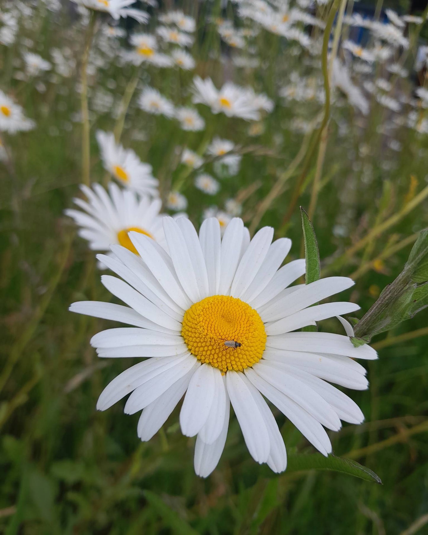 Ox Eye Daisy | 2500+ Seeds | Leucanthemum Vulgare | Wildflower | Pollenators