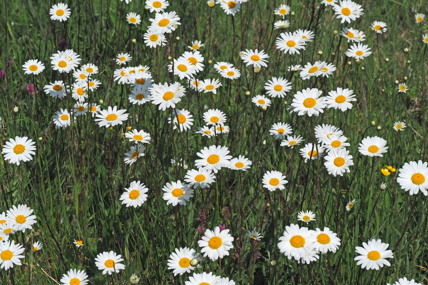 Ox Eye Daisy | 2500+ Seeds | Leucanthemum Vulgare | Wildflower | Pollenators