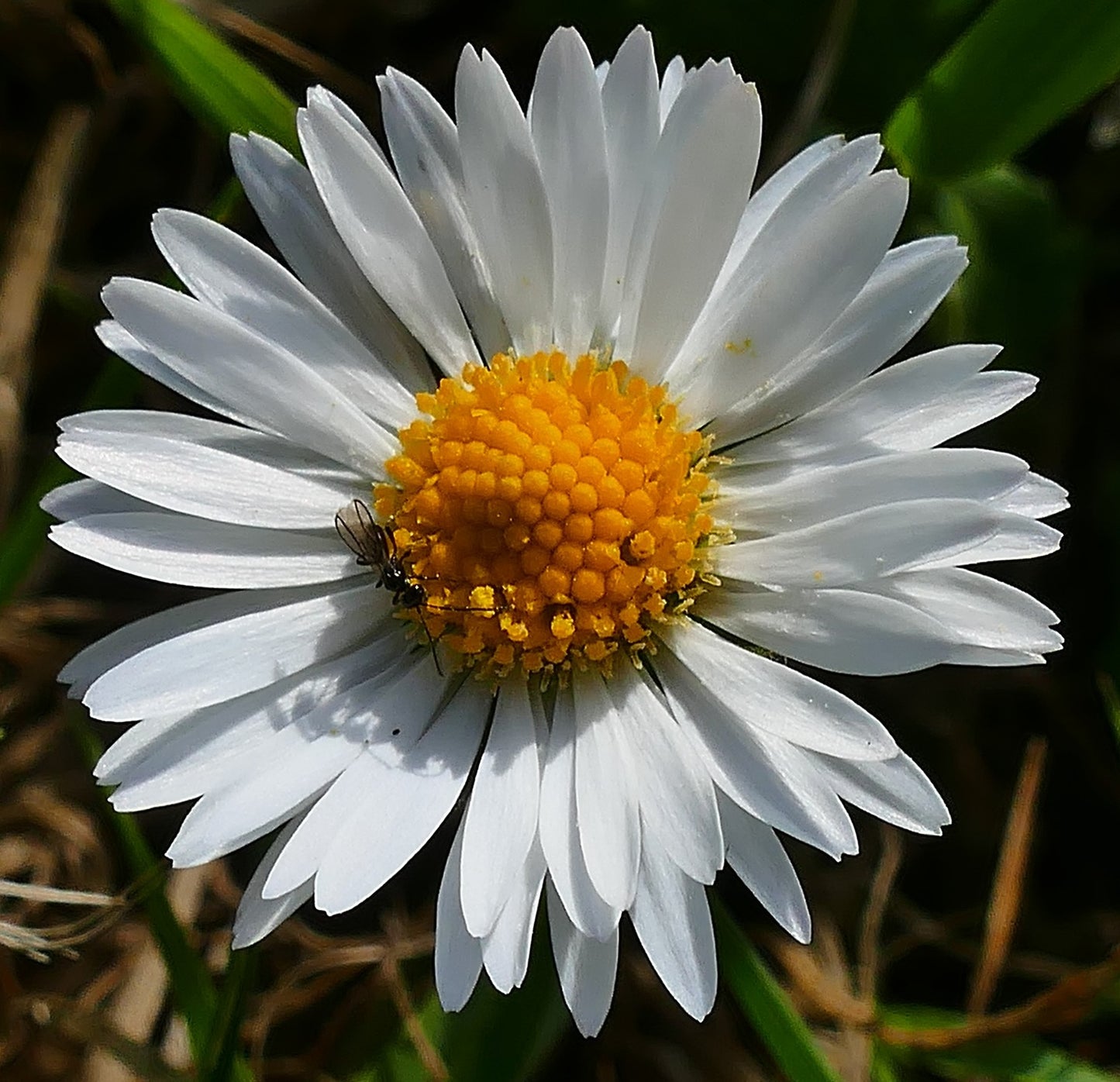 Ox Eye Daisy | 2500+ Seeds | Leucanthemum Vulgare | Wildflower | Pollenators